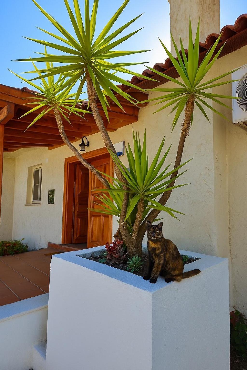 Villa Cedrus اكياكا المظهر الخارجي الصورة